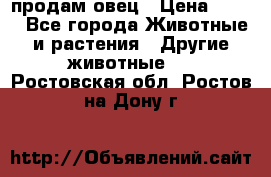  продам овец › Цена ­ 100 - Все города Животные и растения » Другие животные   . Ростовская обл.,Ростов-на-Дону г.